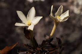 Image result for Leptactina benguelensis