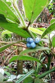 Image result for Lasianthus