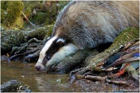 Dachs 03 Saugetiere Wilde Tiere Bilder