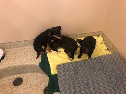 Earn points & unlock badges learning, sharing & helping adopt. Truckload Of Rescued Chihuahuas To Be Put Up For Adoption In Dc Wtop