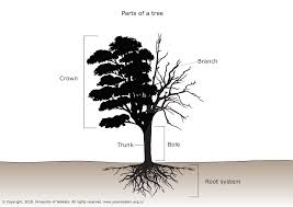Tree with roots coloring page allowed to be able to my weblog within this period i am going to explain to you with regards to tree with roots coloring page 103 kb file type. Parts Of A Tree Parts Of A Tree Tree Coloring Page Tree Roots