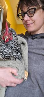 Karen Mckenzie found two tiny sibling hoglets in Alyth Den back in July.  Both had flystrike and hatched maggots already 'eating into them' and Dee  was especially shut down. Sadly Dee's brother