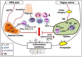 Nk cells activation for cytokine secretion was associated with upregulation of kir2dl genes while the cytotoxic activation effect of nk cells against cancer cells correlated with nkg2d upregulation and induction of ifnγ and no production. Frontiers Critical Neurotransmitters In The Neuroimmune Network Immunology