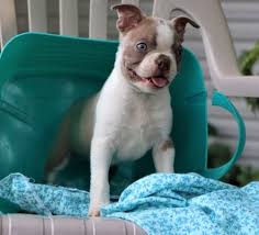 During these growth stages, they will experience significant changes in their size, mental capabilities, and exercise needs, in addition to sexually maturing. Boston Terrier Puppy Available Tampa For Sale Tampa Bay Pets Dogs