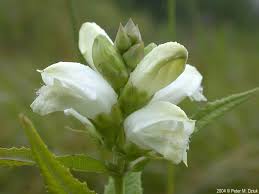 Image result for Blotiella glabra