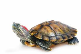 How much does a red eared slider cost? A Guide To Caring For Pet Red Eared Sliders