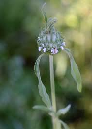 Image result for Acrotome inflata