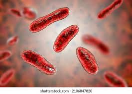 Image result for Rickettsiae