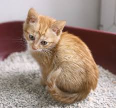 Rub this solution directly onto the pet's dry coat, using as a dry shampoo. Copy Adopt Four Legs Good