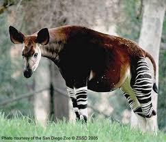 Okapi Native To The Ituri Rainforest Located In The Northeast Of The Democratic Republic Of The Congo I Weird Looking Animals Unusual Animals Weird Animals