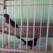 Cara memilih burung dara yang bagus. Jual Trotol Murai Batu Ring Apbn Sertifikat Kab Boyolali Ahha Brother Bf Tokopedia
