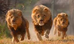Están sujetos a depredación por leones. Los Leones Que Devoraron 35 Personas En Tsavo Latinol Com Vida Social