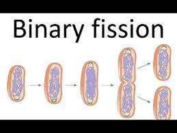 Binary fission, the most common type of asexual reproduction, is observed vastly in simple organisms, such as bacteria, archaea, and protists (particularly some protozoans). Binary Fission Of Bacteria Youtube