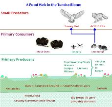 Biotic And Abiotic Factors On Tundra Biomes Biology Projects Fun Science