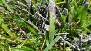 The growth in your perennial bed is probably a slime mold. Slime Mold L Ask The Lawn Care Expert Youtube