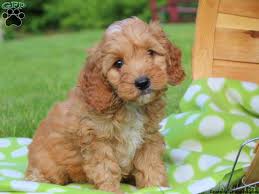 Find cockapoo puppies for sale with pictures from reputable cockapoo breeders. Cockapoo Puppies For Sale Greenfield Puppies Cockapoo Puppies Cockapoo Puppies For Sale Greenfield Puppies