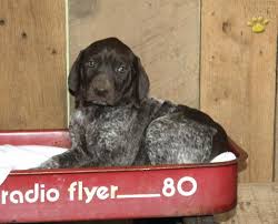 Deutsch drahthaar, deutscher drahthaariger, vorstehhund drahthaar. Tony German Shorthaired Pointer Puppy For Sale In Dalmatia Pa Happy Valentines Day Happyvalentinesday2016i