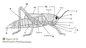 Grasshoppers breathe through a series of holes called 'spiracles' which are located along the sides … Anthropoda Flashcards Quizlet