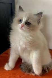 Look at these ragamuffin kittens for sale and fall in love. Ragdoll Cats For Sale Durango Co 298619 Petzlover