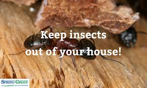 All about pests and how to manage them. Perimeter Pest Control Keeping Insects Out Of Your House