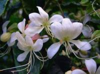 Image result for Clerodendrum schweinfurthii