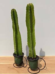 Image result for Euphorbia ingens