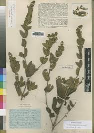 Image result for Duosperma quadrangulare