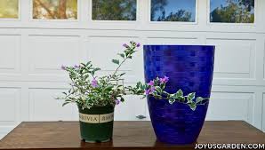 The christmas cactus (schlumbergera bridgessii, or schlumbergera × buckleyi) originated in the coastal mountains of southeastern brazil, where its parent plant clings to shaded trees and rocks in the jungle. Repotting Plants Basics Beginning Gardeners Need To Know
