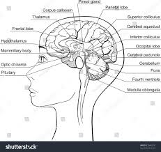 Midsagittal Section Of The Human Brain Vector Brain Vector Human Brain Brain