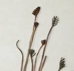 Image result for Schizaea pectinata