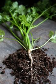 How To Grow Coriander For The Roots To Use In Thai Cooking Shesimmers