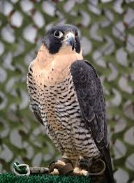 Peregrine Falcon Birds Of Prey Animals 6 Different Types Of Falcons Animals Peregrine Falcon Birds Of Prey