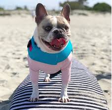 French bulldogs do have a higher adoption fees than other bulldog breeds, please be aware of this. Cherie The Surf Dog Woof Republic