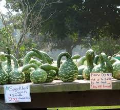 Image result for Lagenaria sphaerica