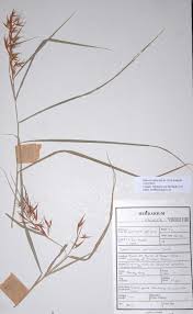 Image result for Hyparrhenia anamesa