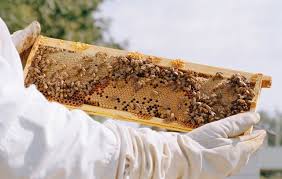 Second, they must have access to fresh water near the hive. The Buzz On Beekeeping Alexandria Living Magazine