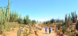 Method 5 (pokepon) is something that can be done in the background use happy hour on the first turn when you fight the dexnav trainers. Cactus Country Strathmerton Victoria Because What S Better Than Giant Cacti And Margarita Slushies The Bushwalking Blog