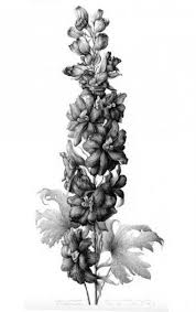 New Tattoo Watercolor Black And White Birth Flowers Ideas Delphinium Tattoo Birth Flowers Larkspur Tattoo