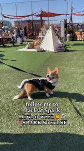 Had the best time at Bark at Spark Howl-o-ween yesterday 😝🦨🎃👻 Happy  Halloween friends 🧡🖤 #corgi #corgipuppy #corgisincostumes #skunkcostume  #dogsdressedasanimals #dogfriendlysf #shoplocalsf #dogtok ...