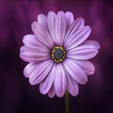 Linda Lou Constance Jefferies Obituary (2023)