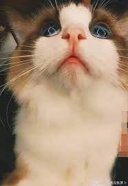 Layzhang Producerlayzhang Zhangyixing Honey Grandline Exo Lay Lit Cute Animals Pets Cats Cats