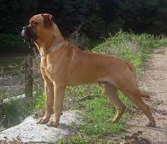 While some men worry that long hair means time and energy spent maintaining and styling a look, a lot of long hairstyles. Bullmastiff Wikipedia