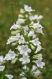 Maybe you would like to learn more about one of these? Penstemon Digitalis Wikipedia