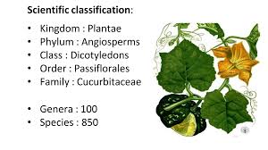 Image result for Cucurbitaceae