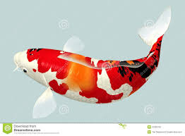 Koi Fish Photography Google Search Koi Fish Drawing Koi Fish Fish Drawings
