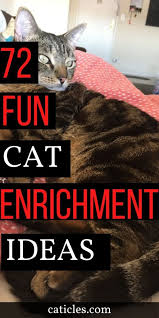 Cat Enrichment Diy 70 Indoor Cat Happiness Ideas In 2020 Indoor Cat Pet Parent Cat Supplies