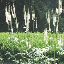 Image result for Acalypha racemosa