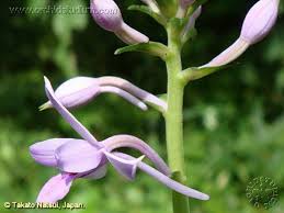 Image result for Calanthe sylvatica