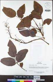 Image result for Lannea schimperi