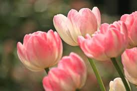 There are four seasons in the year, spring, summer, autumn and winter. Flower Garden Designs Three Season Flower Bed The Old Farmer S Almanac
